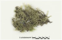 藏品(緋垂苔)的圖片